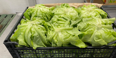 Lechuga mantecosa Rosso Bianco fresca, directamente del campo. Entrega
