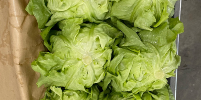 Lechuga mantecosa Rosso Bianco fresca, directamente del campo. Entrega
