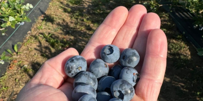 ¿Buscas arándanos dulces, jugosos y recién cosechados? Tenemos arándanos