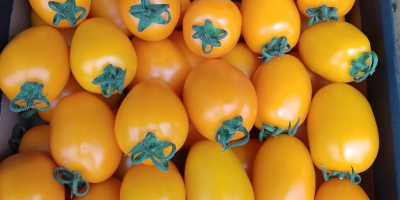 Venderé tomates ciruela amarillos, cantidades de palets.