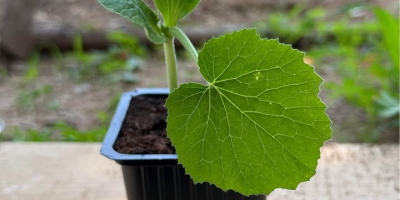 Plántulas de calabacín disponibles