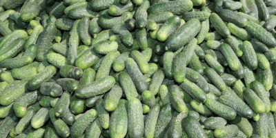 VENDO PEPINOS PARTENOCÁRPICOS DE CULTIVO SUELO, RECOLECTADOS CONTINUAMENTE. POSIBILIDAD