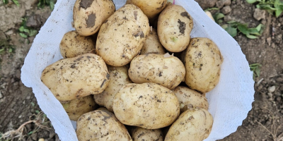 Nuestra empresa vende grandes cantidades de patatas frescas de