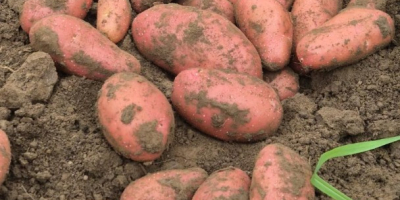 Nuestra empresa vende grandes cantidades de patatas frescas procedentes