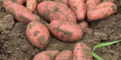 Nuestra empresa vende grandes cantidades de patatas frescas procedentes