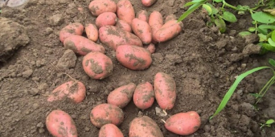 Nuestra empresa vende grandes cantidades de patatas frescas procedentes