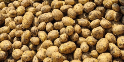 Nuestra empresa vende grandes cantidades de patatas frescas procedentes