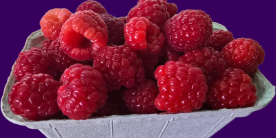 Hola, vendemos frambuesas ENROSADIRA de nuestra plantación de frambuesas