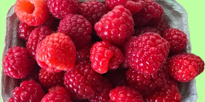 Hola, vendemos frambuesas ENROSADIRA de nuestra plantación de frambuesas