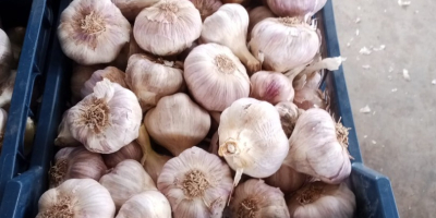 Ajo traído de Egipto. Calidad superior.