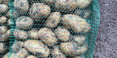 Vendo papas nuevas disponibles 10 toneladas