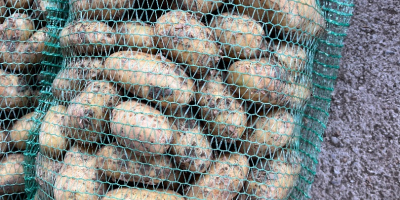 Vendo papas nuevas disponibles 10 toneladas