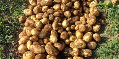 Vendo papas nuevas, extra tempranas, de Carrera. Recojo por