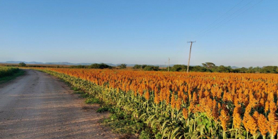 Buscamos vender 1200t de sorgo rojo de Zambia