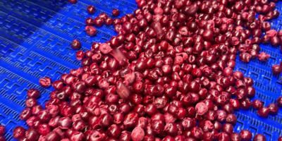 CEREZA ÁCIDA CONGELADA IQF con hueso, sin hueso (HUESO)