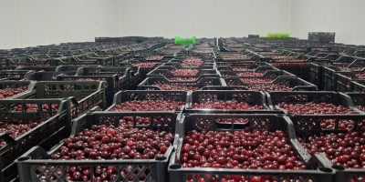 CEREZA ÁCIDA CONGELADA IQF con hueso, sin hueso (HUESO)