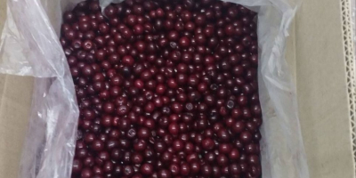 CEREZA ÁCIDA CONGELADA IQF con hueso, sin hueso (HUESO)