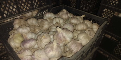 Ajo deshidratado. Exportación desde Uzbekistán: ajo rojo, ajo blanco,