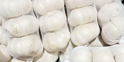 Ajo deshidratado. Exportación desde Uzbekistán: ajo rojo, ajo blanco,