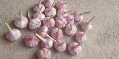 Ajo deshidratado. Exportación desde Uzbekistán: ajo rojo, ajo blanco,