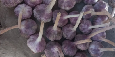 Ajo deshidratado. Exportación desde Uzbekistán: ajo rojo, ajo blanco,