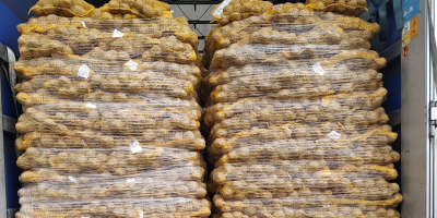 Venderé papas comestibles, tanto jóvenes como maduras, con posibilidad