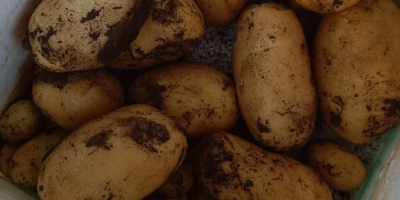 Patatas frescas variedad Agata.