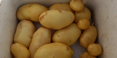 Patatas frescas variedad Agata.