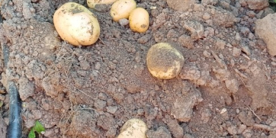 Patatas frescas variedad Agata.