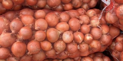 Disponemos de una gran selección de variedades de cebolla,