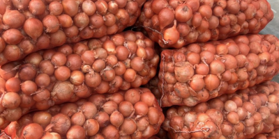 Disponemos de una gran selección de variedades de cebolla,