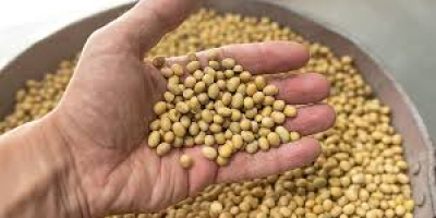 Disponibilidad: 1000 toneladas de soja (OGM) procedente de Ucrania.