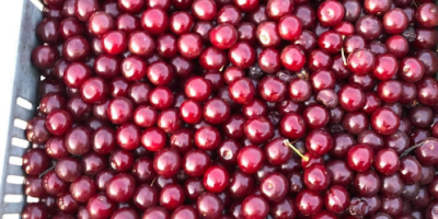 A partir de la semana que viene, las cerezas
