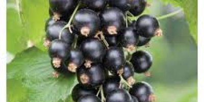 Producto: Grosellas (negras o rojas) – frescas, seleccionadas a