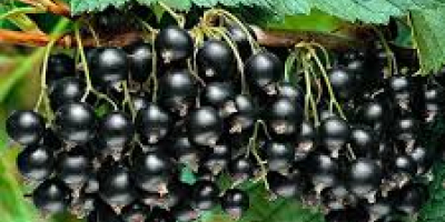 Producto: Grosellas (negras o rojas) – frescas, seleccionadas a