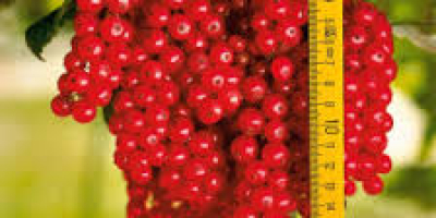 Producto: Grosellas (negras o rojas) – frescas, seleccionadas a