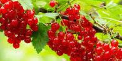 Producto: Grosellas (negras o rojas) – frescas, seleccionadas a