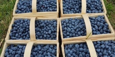 Venderé arándanos frescos directamente de la plantación. Diversas opciones