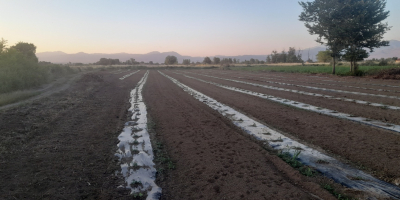 Sandía muy dulce, procedente de la región del lago