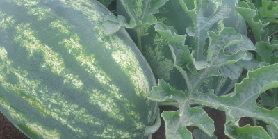 Sandía muy dulce, procedente de la región del lago