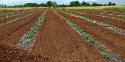 Sandía muy dulce, procedente de la región del lago