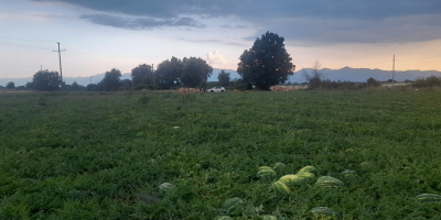 Sandía muy dulce, procedente de la región del lago