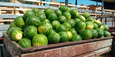 Sandía muy dulce, procedente de la región del lago