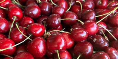 Vendo cerezas negras, 20 cajas de 5 kg cada