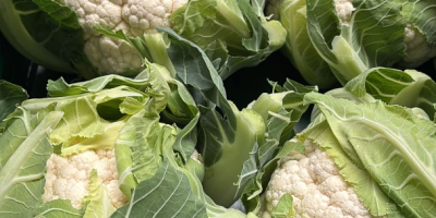 Se vende coliflor fresca, 6 unidades por caja. Aproximadamente