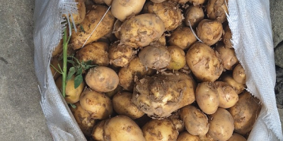 Vendo patatas amarillas nuevas Riviera y Carrera sin calibrar