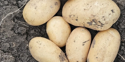 Vendo patatas amarillas nuevas Riviera y Carrera sin calibrar