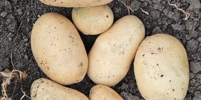 Vendo patatas amarillas nuevas Riviera y Carrera sin calibrar