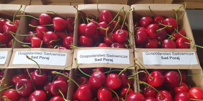 Cerezas polacas Carmen, recién cogidas del árbol: ¡frescas, dulces