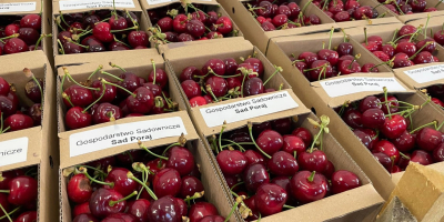Cerezas polacas Carmen, recién cogidas del árbol: ¡frescas, dulces